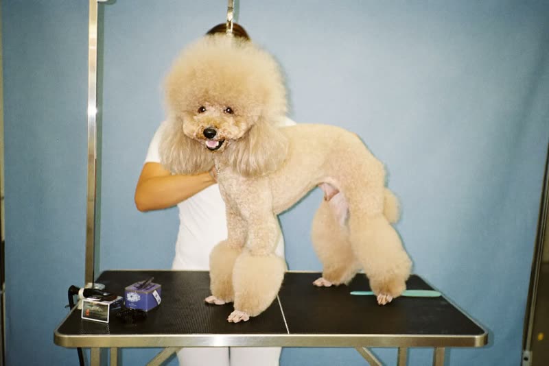 A poodle being handled on a grooming table