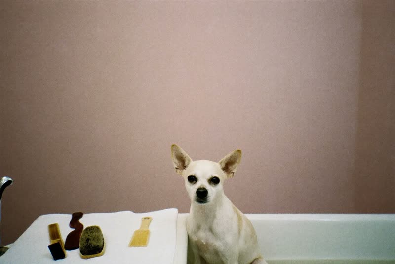 A tidy grooming station with towels, brushes and a waiting dog
