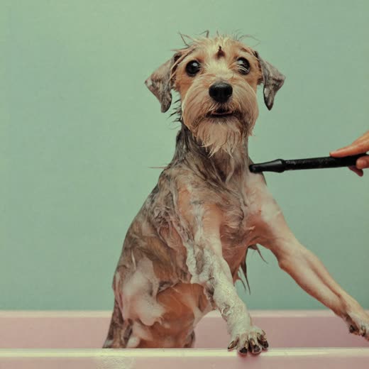 A small terrier being bathed and shampooed